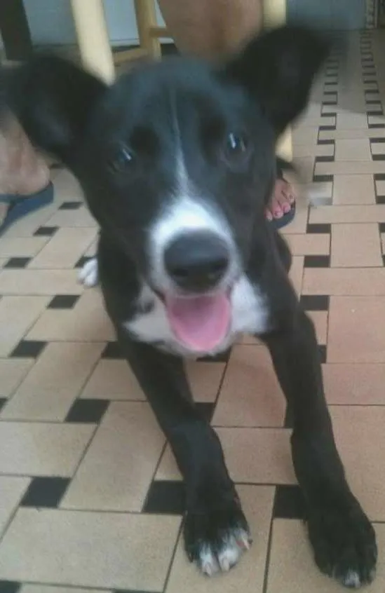 Cachorro ra a SRD idade 2 a 6 meses nome Peppe