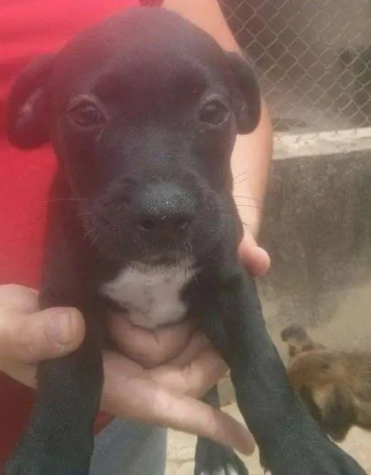 Cachorro ra a SRD idade 2 a 6 meses nome Sem nome