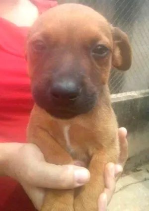 Cachorro raça SRD idade  nome Sem nome