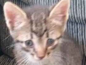 Gato ra a SRD idade 2 a 6 meses nome Sem nome ainda