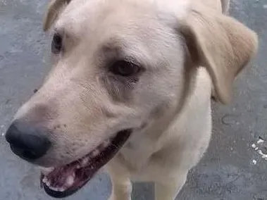 Cachorro ra a labrador  idade 1 ano nome Ozzy