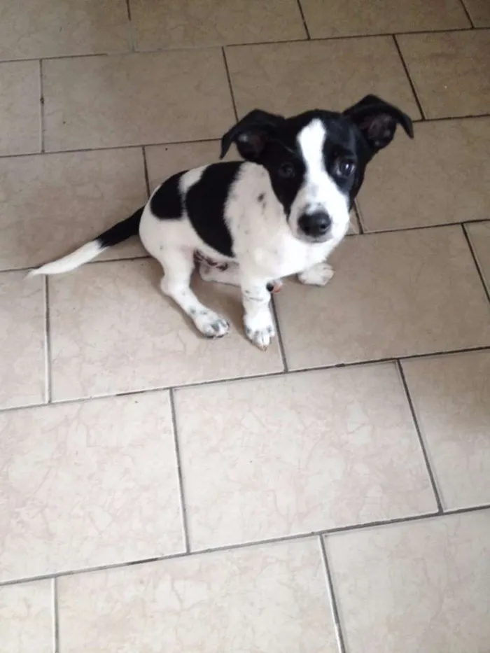 Cachorro ra a sem raça definida idade 2 a 6 meses nome Beto
