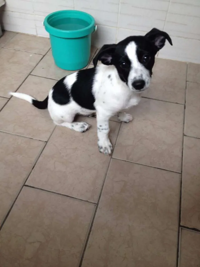 Cachorro ra a sem raça definida idade 2 a 6 meses nome Beto