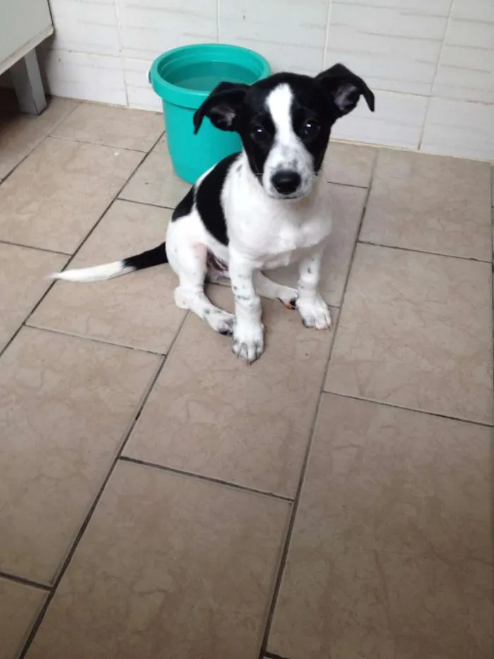 Cachorro ra a sem raça definida idade 2 a 6 meses nome Beto
