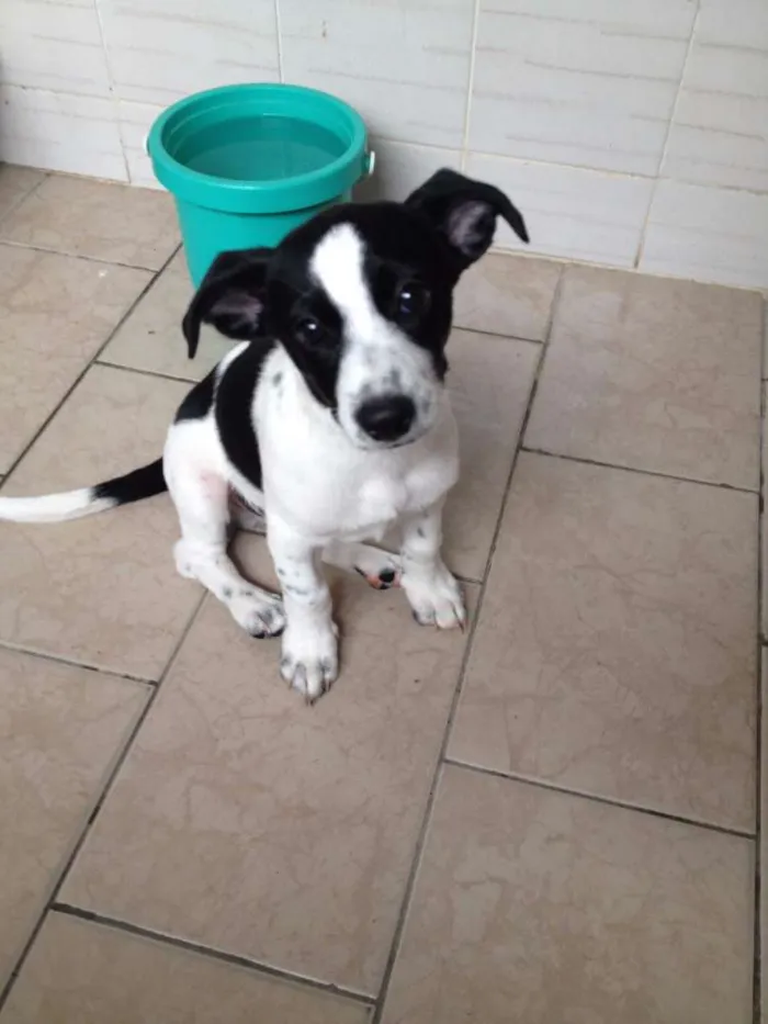 Cachorro ra a sem raça definida idade 2 a 6 meses nome Beto