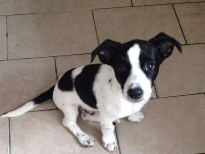 Cachorro ra a sem raça definida idade 2 a 6 meses nome Beto