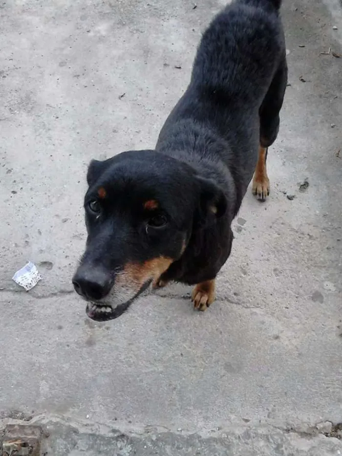 Cachorro ra a Indefinida idade 3 anos nome Kiara