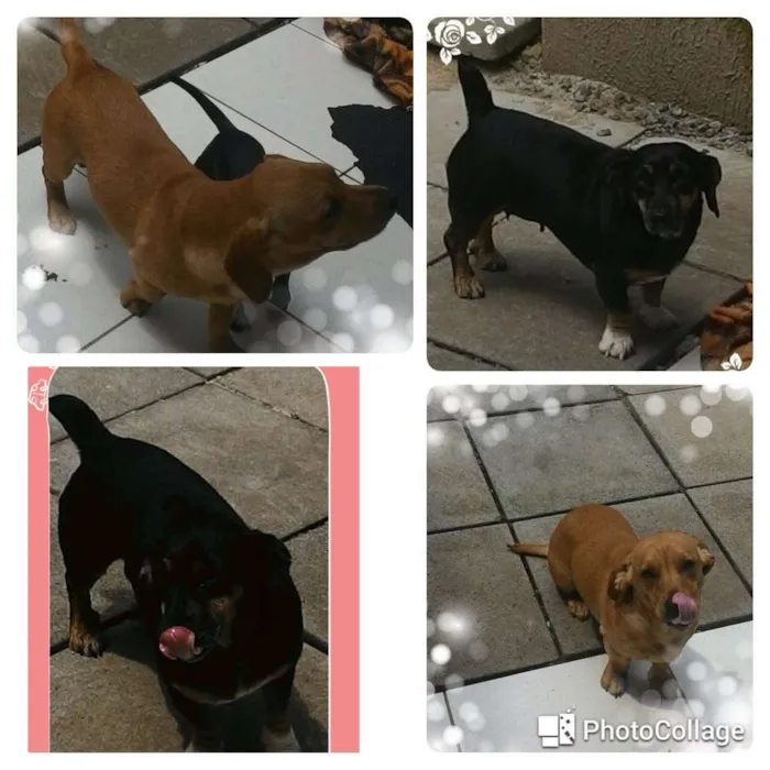 Cachorro ra a Basset  idade 1 ano nome Bart