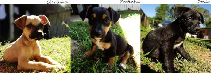 Cachorro ra a SRD idade 2 a 6 meses nome Clarinha, Pretinha 