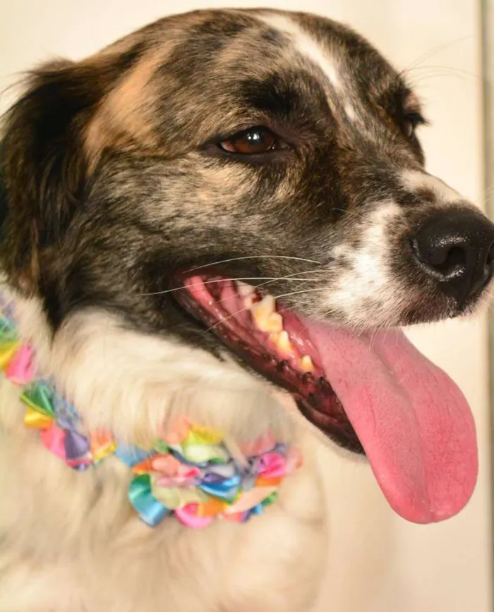 Cachorro ra a SRD idade 5 anos nome LAIKA