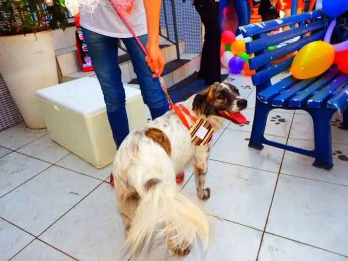 Cachorro ra a SRD idade 5 anos nome LAIKA