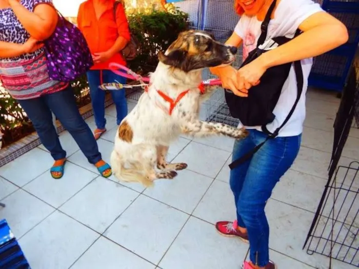 Cachorro ra a SRD idade 5 anos nome LAIKA