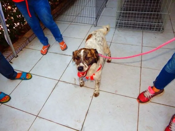 Cachorro ra a SRD idade 5 anos nome LAIKA