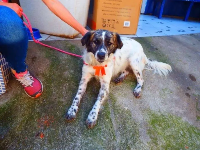 Cachorro ra a SRD idade 5 anos nome LAIKA