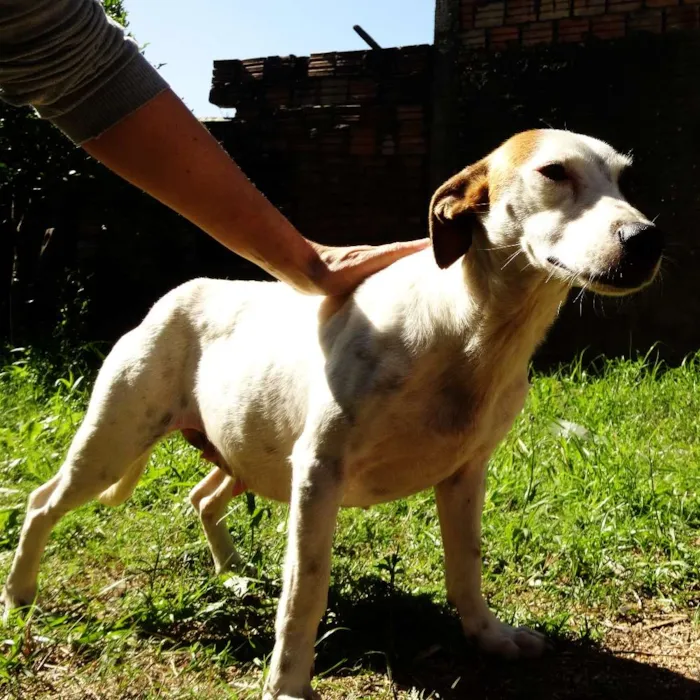 Cachorro ra a SRD idade 2 anos nome Piratinha