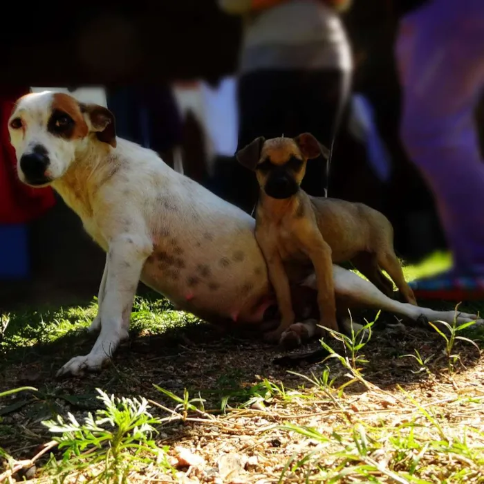 Cachorro ra a SRD idade 2 anos nome Piratinha