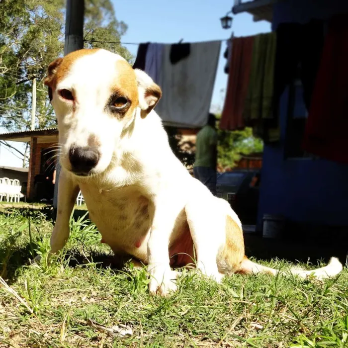Cachorro ra a SRD idade 2 anos nome Piratinha