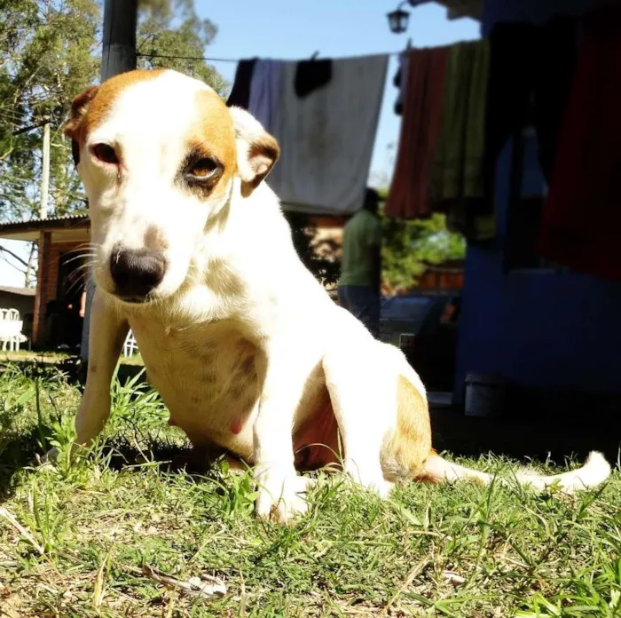 Cachorro ra a SRD idade 2 anos nome Piratinha