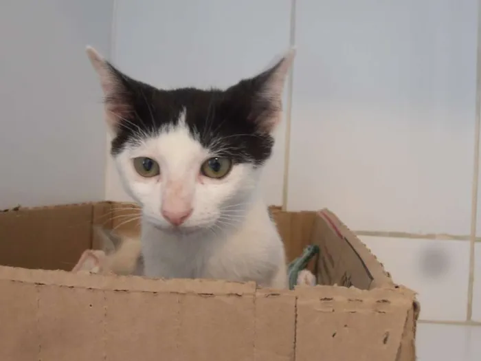 Gato ra a srd idade 2 a 6 meses nome Binch