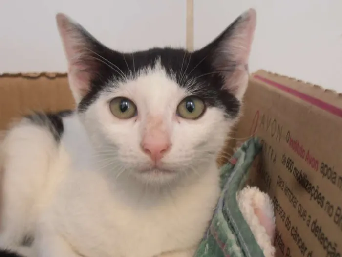 Gato ra a srd idade 2 a 6 meses nome Binch