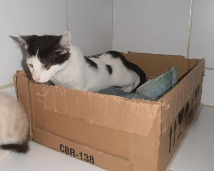 Gato ra a srd idade 2 a 6 meses nome Binch
