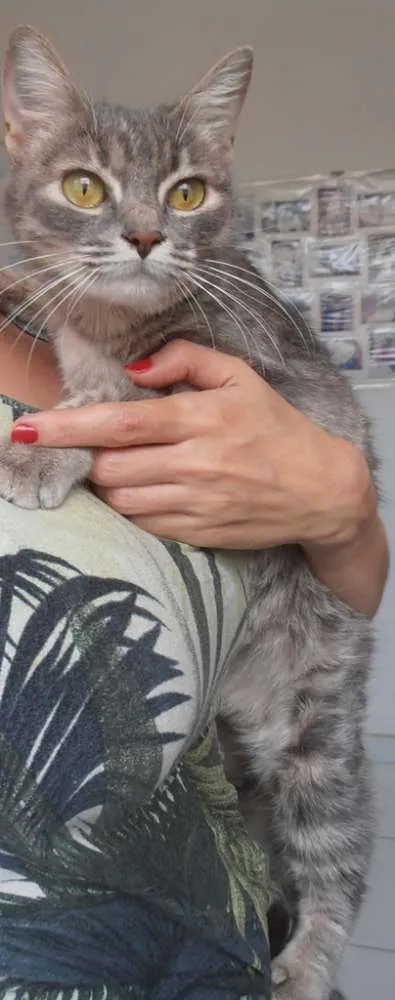 Gato ra a srd idade 1 ano nome Gatinha azul