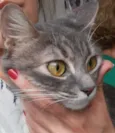 Gatinha azul