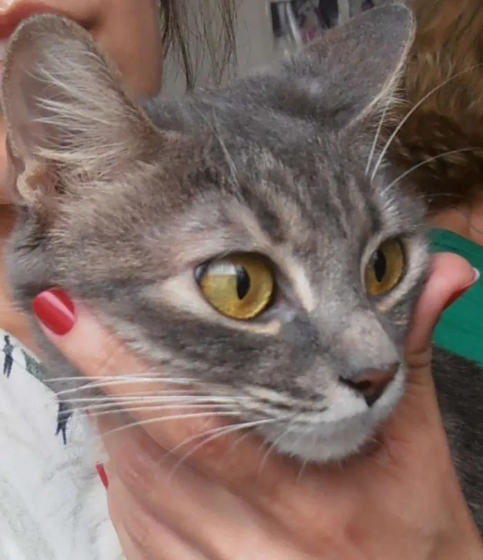Gato ra a srd idade 1 ano nome Gatinha azul