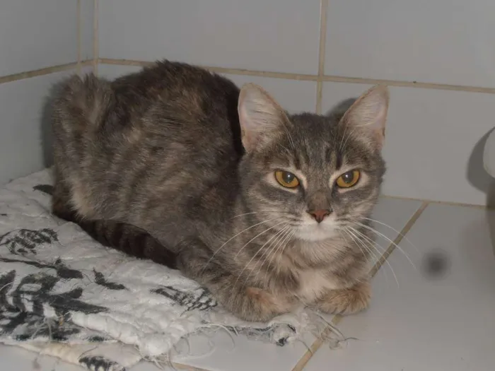 Gato ra a srd idade 1 ano nome Gatinha azul
