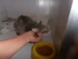 Gatinha azul