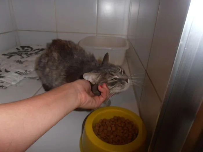 Gato ra a srd idade 1 ano nome Gatinha azul