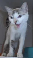 Gatinha sialata