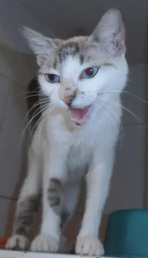 Gato raça srd idade 2 anos nome Gatinha sialata
