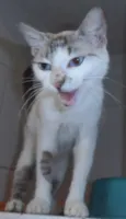 Gatinha sialata