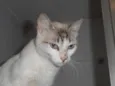 Gatinha sialata