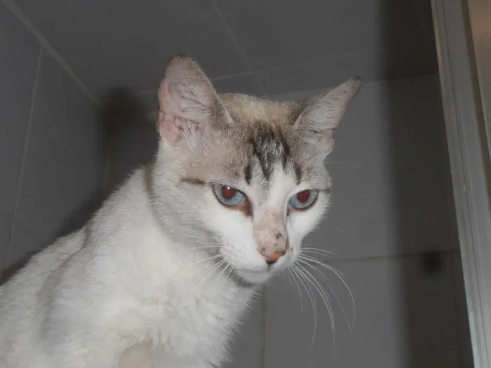 Gato ra a srd idade 2 anos nome Gatinha sialata