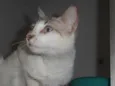 Gatinha sialata