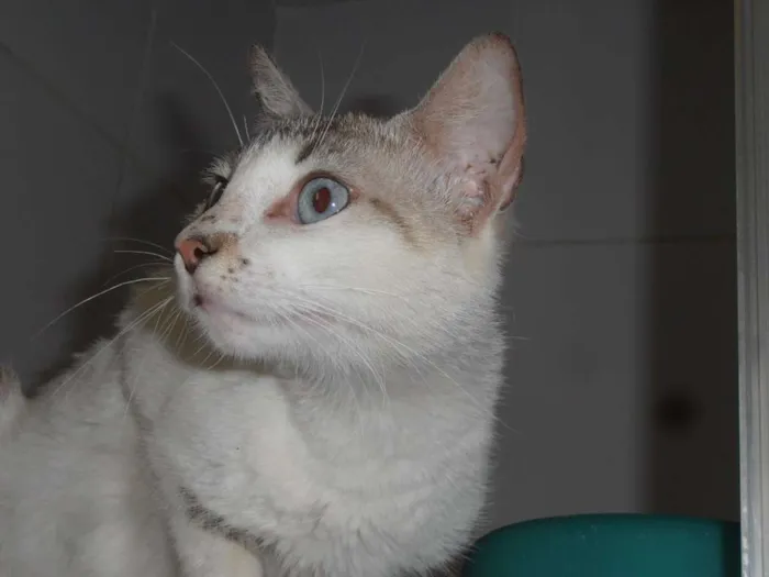 Gato ra a srd idade 2 anos nome Gatinha sialata