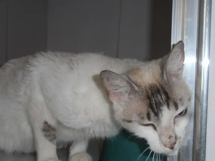 Gato ra a srd idade 2 anos nome Gatinha sialata