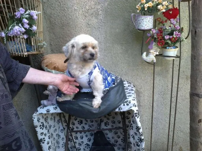 Cachorro ra a MIX LHASA idade 2 anos nome Kyra