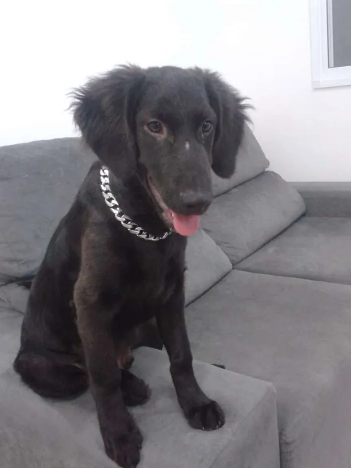 Cachorro ra a Srd mistura de cocker com labrador idade 7 a 11 meses nome Max