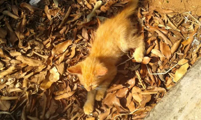 Gato raça Não sei idade Abaixo de 2 meses nome Freud