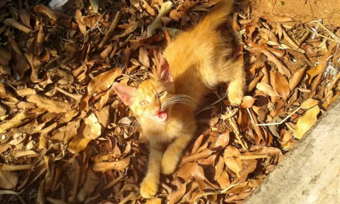 Gato raça Não sei idade Abaixo de 2 meses nome Freud