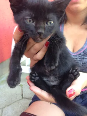 Gato raça Srd idade Abaixo de 2 meses nome Miguinho