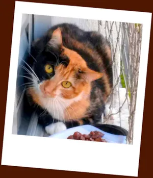 Gato raça SRD idade 2 anos nome cherry