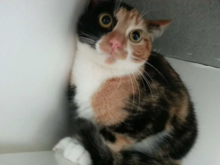 Gato ra a SRD idade 2 anos nome cherry