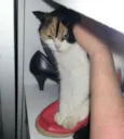 Athena