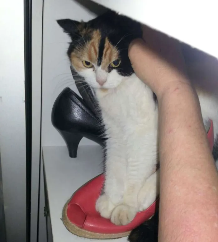 Gato ra a exotica idade 4 anos nome Athena