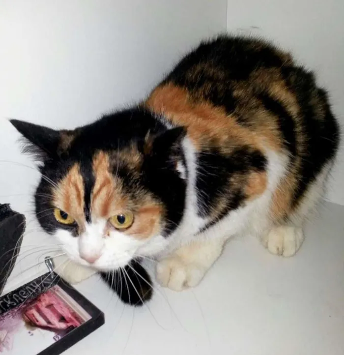 Gato ra a exotica idade 4 anos nome Athena