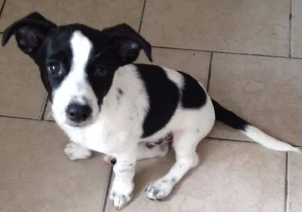Cachorro ra a sem raça definida idade 2 a 6 meses nome Beto